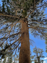 Pinus contorta murrayana