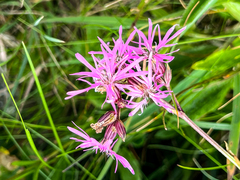 Silene flos-cuculi