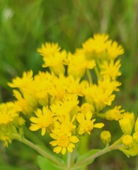 Solidago rigida