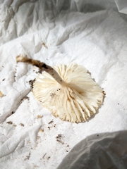 Mycetinis scorodonius