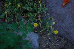 Erythranthe moschata