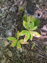 Lysimachia borealis