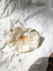 Mycetinis scorodonius