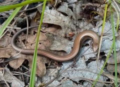 Ablepharus kitaibelii