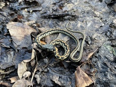 Thamnophis cyrtopsis ocellatus
