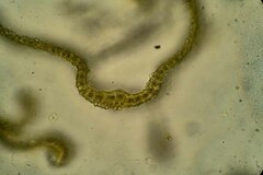 Racomitrium canescens latifolium