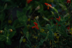 Erythranthe cardinalis