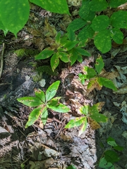 Lysimachia borealis