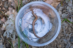 Ablepharus kitaibelii