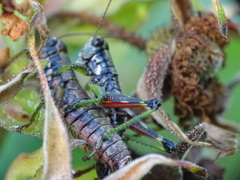 Booneacris glacialis