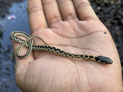 Thamnophis cyrtopsis ocellatus