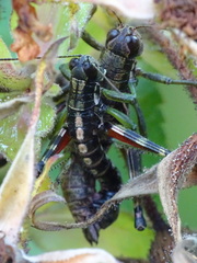 Booneacris glacialis