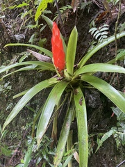 Guzmania berteroniana