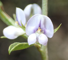 Psoralea candicans
