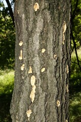 Aleurodiscus oakesii