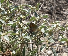 Callophrys gryneus