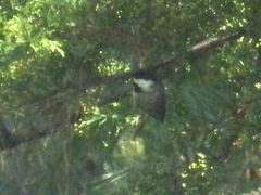 Poecile sclateri