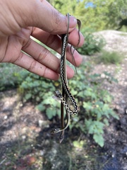 Thamnophis cyrtopsis ocellatus