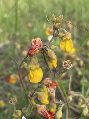 Hermannia multiflora