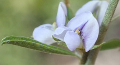 Psoralea candicans