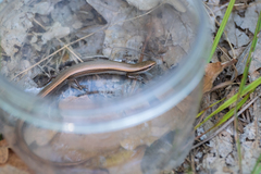 Ablepharus kitaibelii