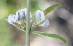 Psoralea candicans