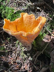 Turbinellus floccosus