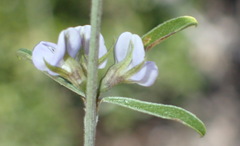 Psoralea candicans