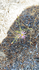 Dieteria canescens