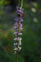 Lupinus