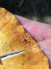 Turbinellus floccosus