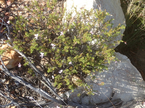 Image of Pelargonium fruticosum by (c) Nicola van Berkel, some rights reserved (CC BY-SA)