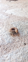Agrius convolvuli