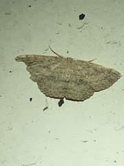 Cyclophora myrtaria