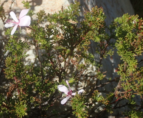 Image of Pelargonium fruticosum by (c) Nicola van Berkel, some rights reserved (CC BY-SA)