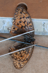 Argynnis niobe