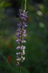 Lupinus