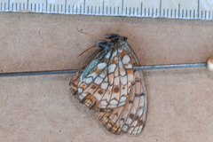 Argynnis niobe