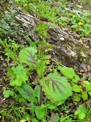 Salvia lyrata