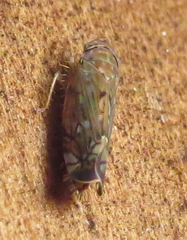 Scaphoideus