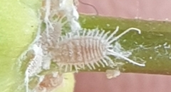Pseudococcus