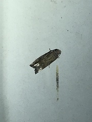 Epiblema abruptana