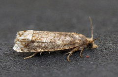 Eucosma ochroterminana