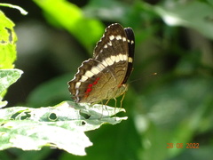 Anartia fatima