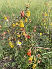 Hermannia multiflora