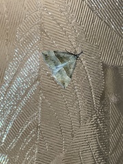 Hypena proboscidalis