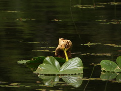 Nuphar polysepala
