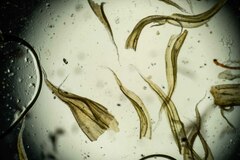 Racomitrium canescens latifolium