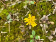 Hieracium venosum