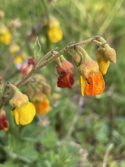 Hermannia multiflora
